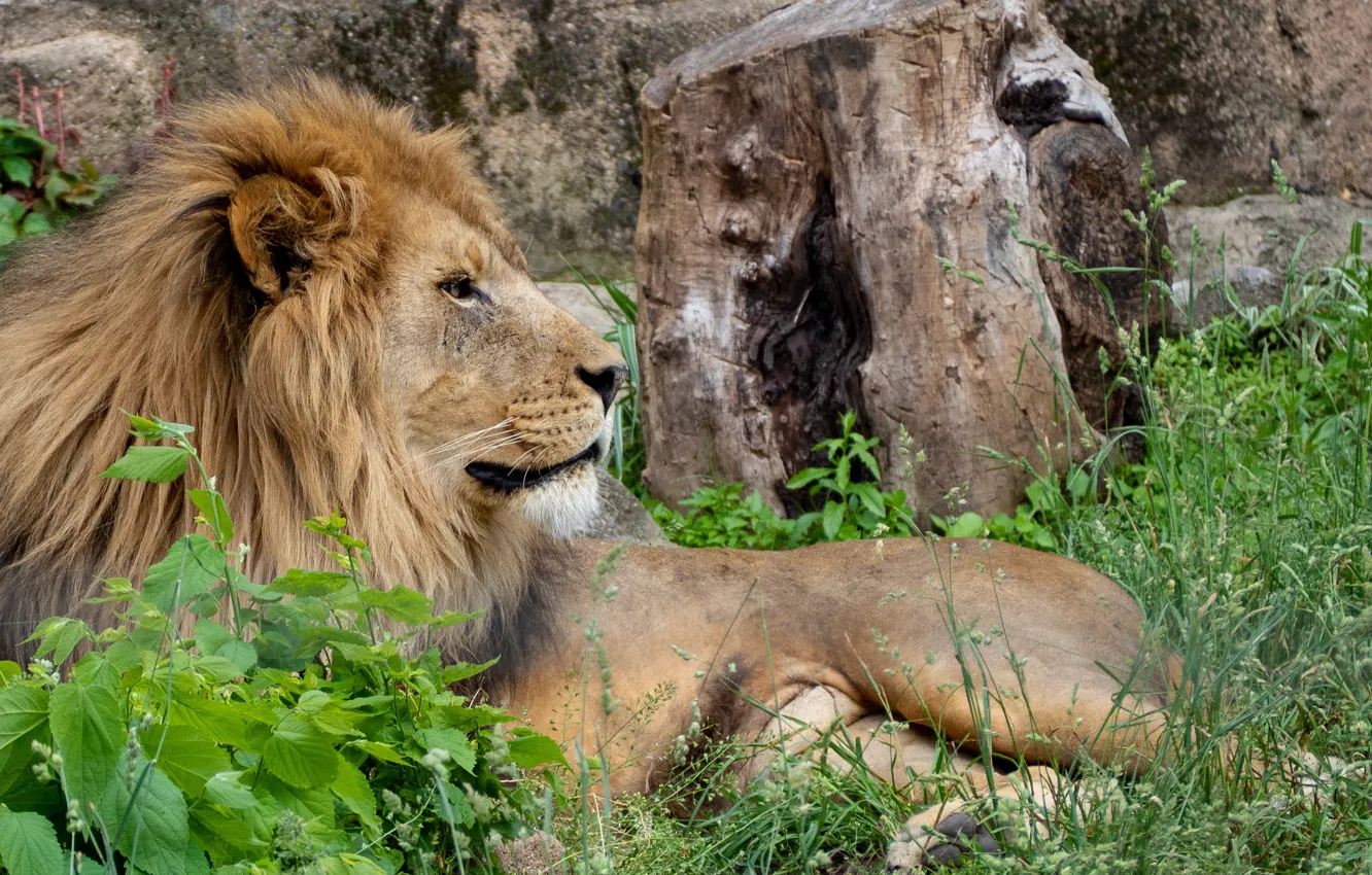 Фото обои природа, хищник, лев, отдыхает, большая кошка