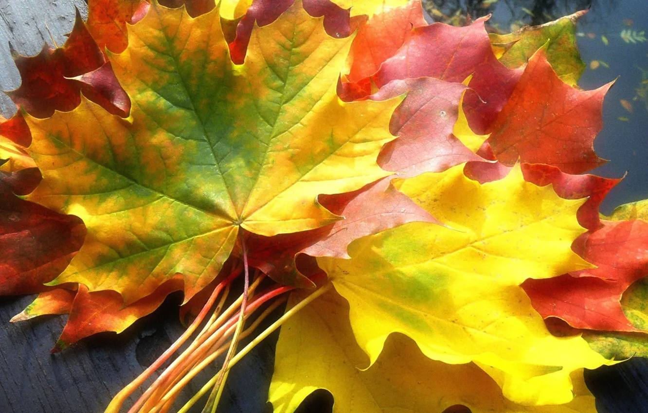 Красивые Осенние Листья Картинки Фото