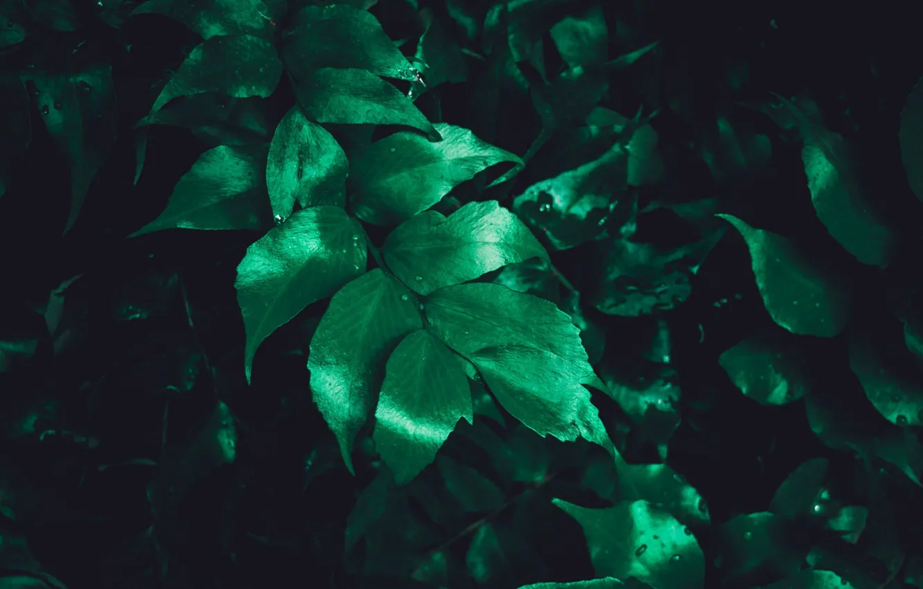 Фото обои зелень, листья, куст, растения