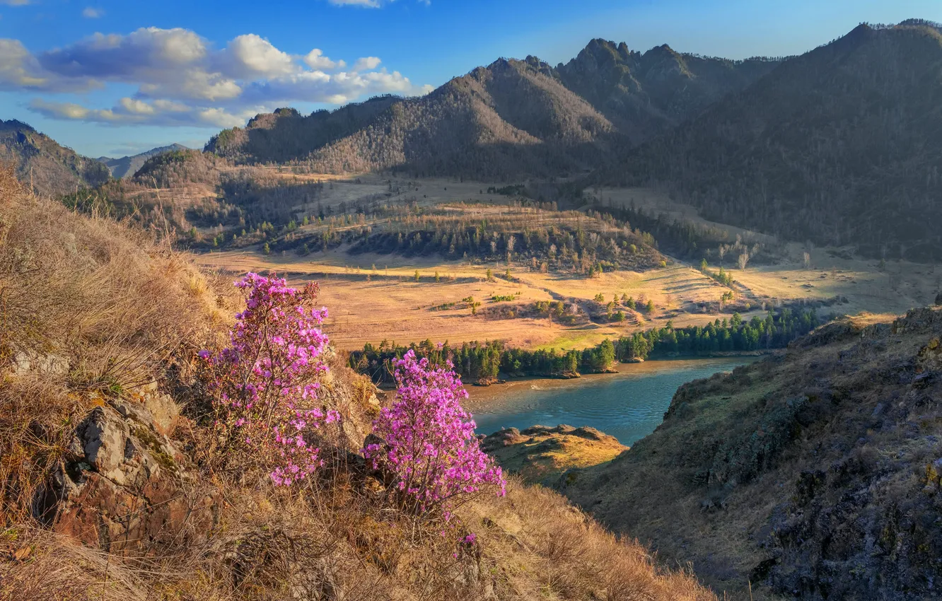 Фото обои пейзаж, горы, природа, река, весна, Катунь, Алтай, Владимир Рябков, Чуя, маральник