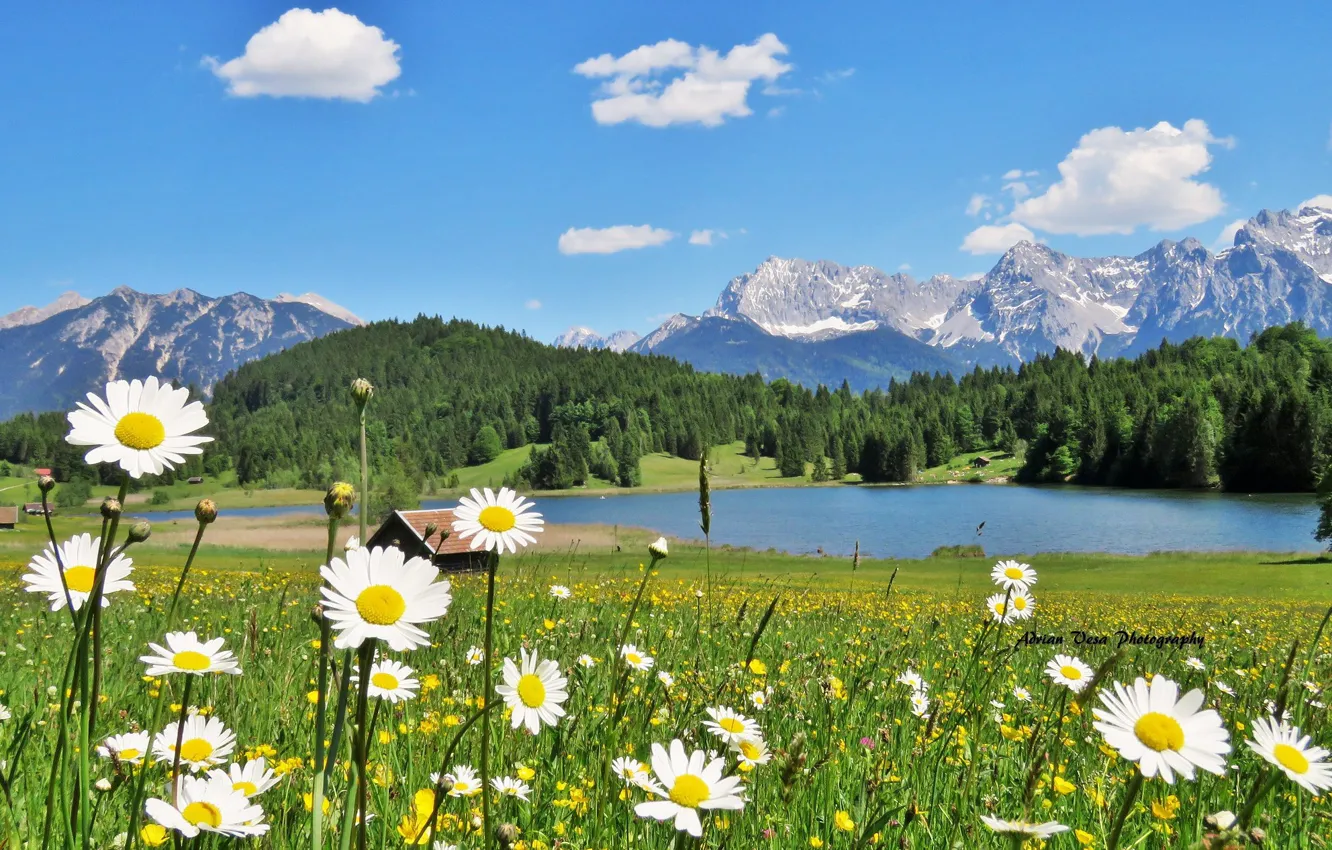 Фото обои трава, пейзаж, цветы, горы, природа, озеро, холмы, ромашки, Германия, Бавария, Альпы, домик, леса, луга, Geroldsee