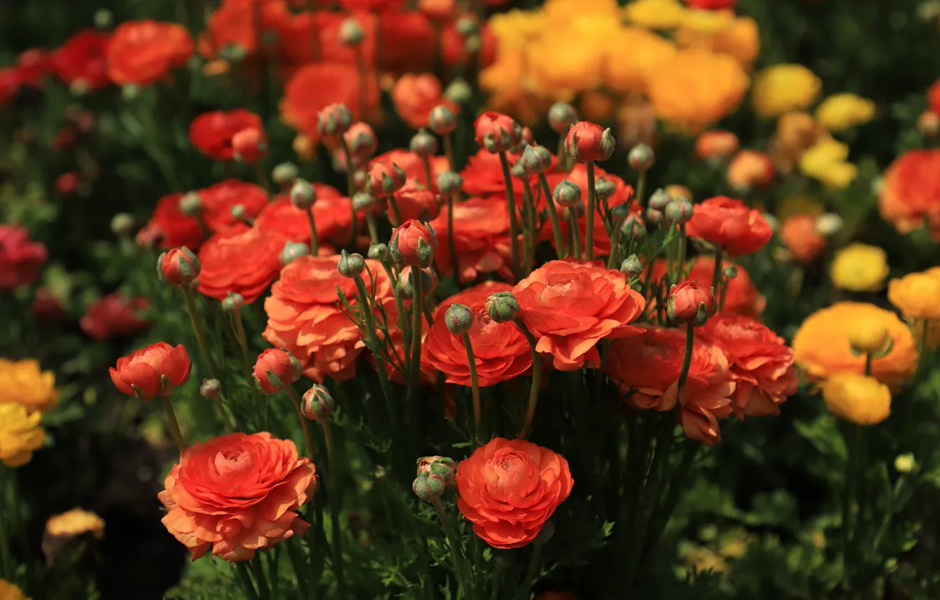 Фото обои цветы, сад, оранжевые, много, боке, ранункулюсы
