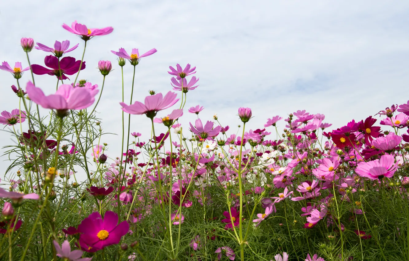 Фото обои поле, лето, небо, цветы, summer, розовые, field, pink, flowers, cosmos