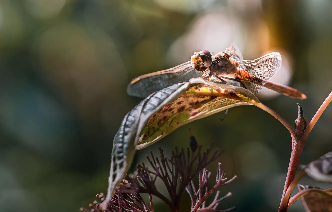 Фото обои макро, природа, лист, стрекоза, насекомое, боке, Неля Рачкова