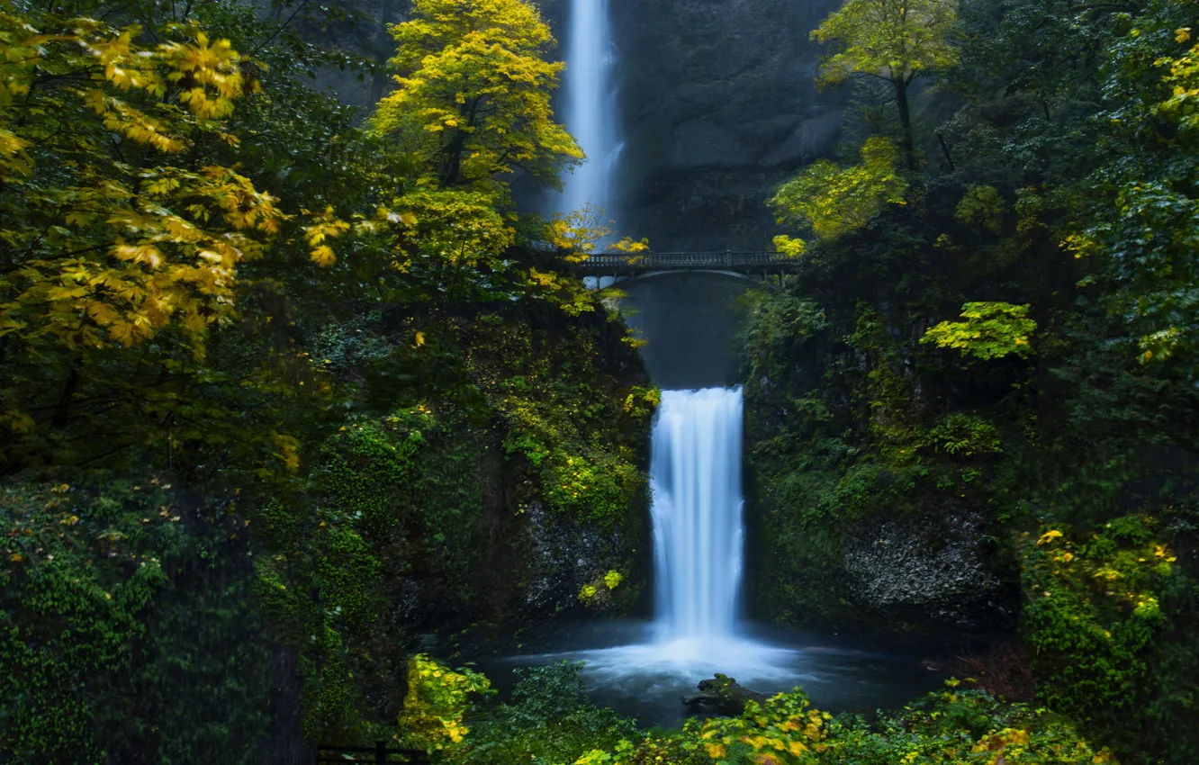 Фото обои лес, вода, деревья, мост, природа, водопад, Орегон, США, Колумбия, Малтнома