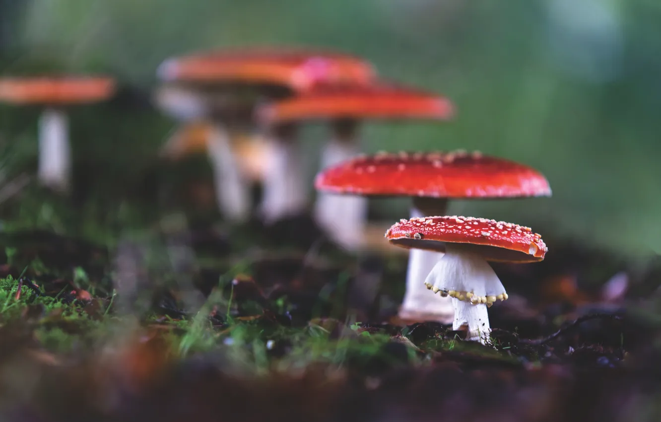 Фото обои осень, природа, грибы, мухоморы. 