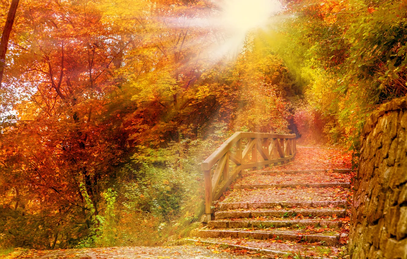 Фото обои осень, лес, листья, деревья, парк, forest, landscape, park, autumn, leaves, tree, fall