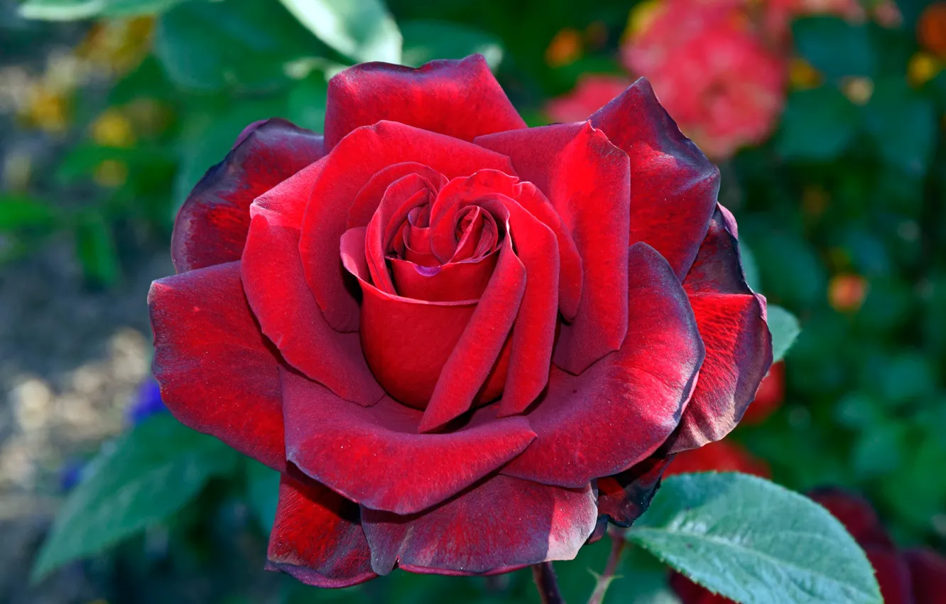 Фото обои макро, роза, лепестки, бордовая