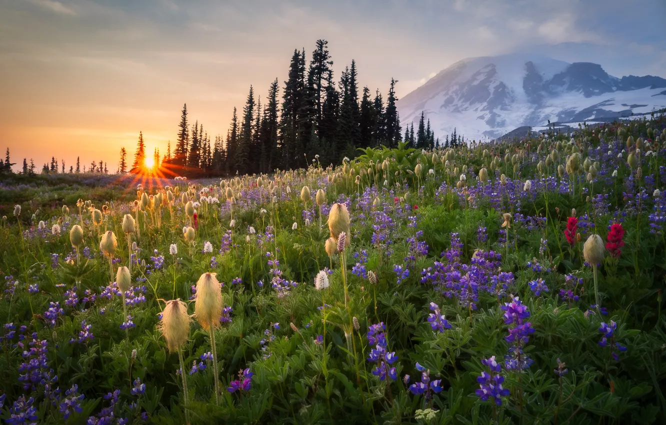 Фото обои закат, цветы, гора, луг, Mount Rainier, Washington State, Штат Вашингтон, Гора Рейнир
