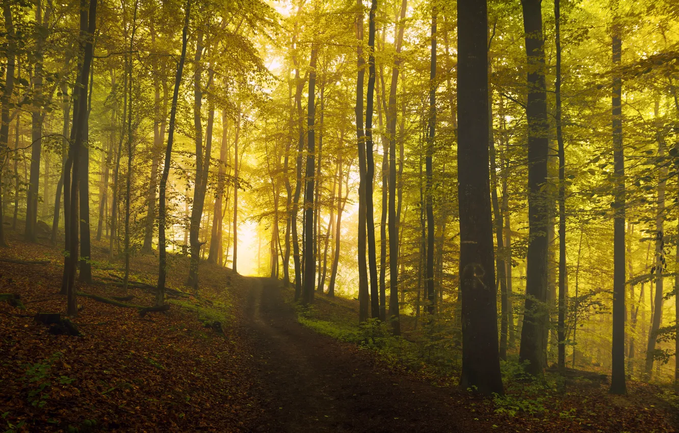 Фото обои дорога, осень, лес, свет, деревья, туман, склон, дымка