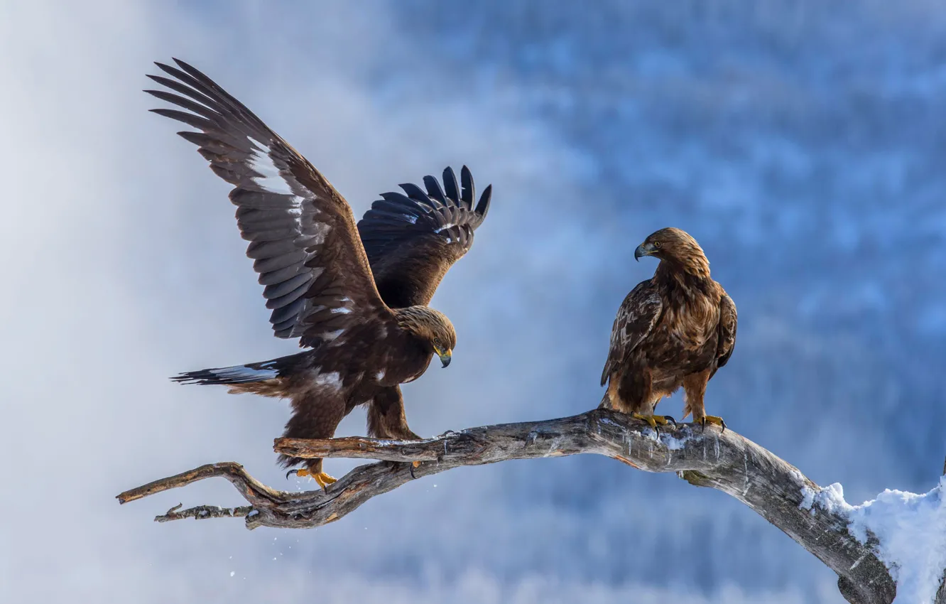 Фото обои зима, снег, птицы, природа, орел, две, крылья, ветка, пара, орёл, орлы, два, взмах, голубой фон, …