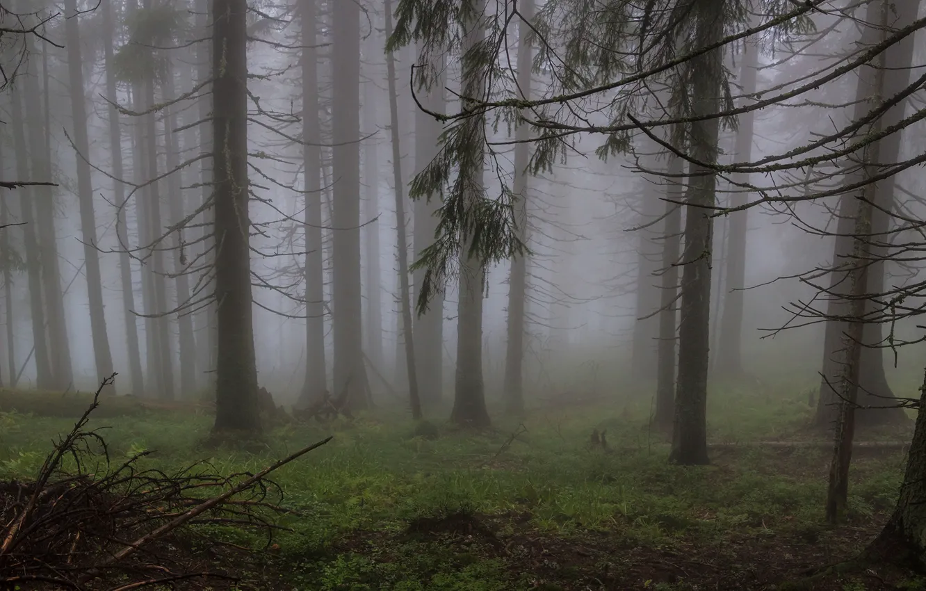 Фото обои лес, деревья, природа, туман, Украина, Карпаты, Горганы
