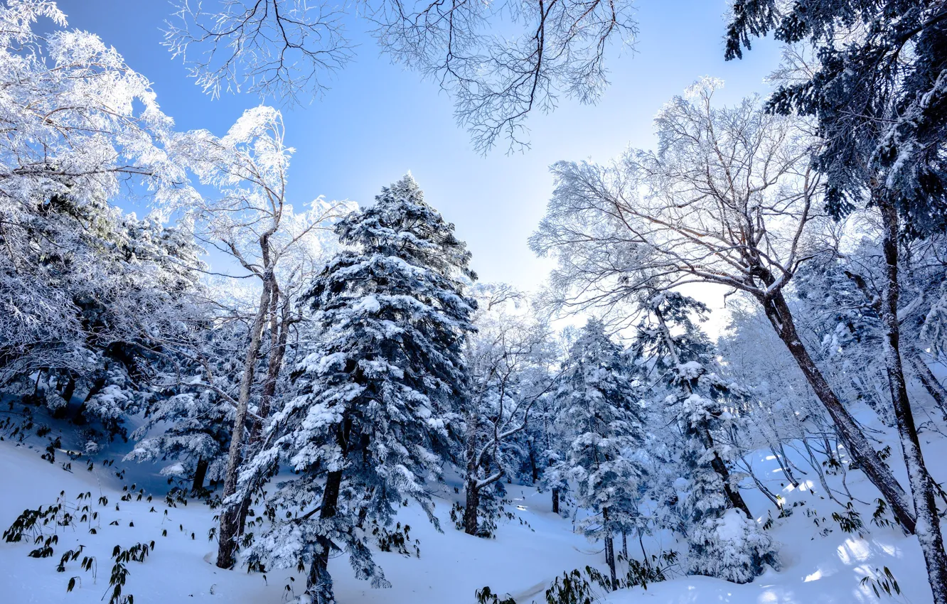 Фото обои зима, иней, лес, небо, снег, деревья, ветки, природа, ели, склон, мороз, сугробы, сосны, голубые тона