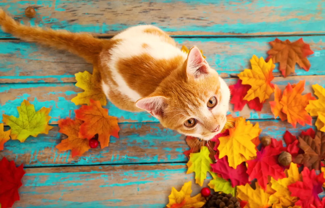 Фото обои осень, кошка, листья, фон, дерево, colorful, vintage, wood, cat, background, autumn, leaves, maple