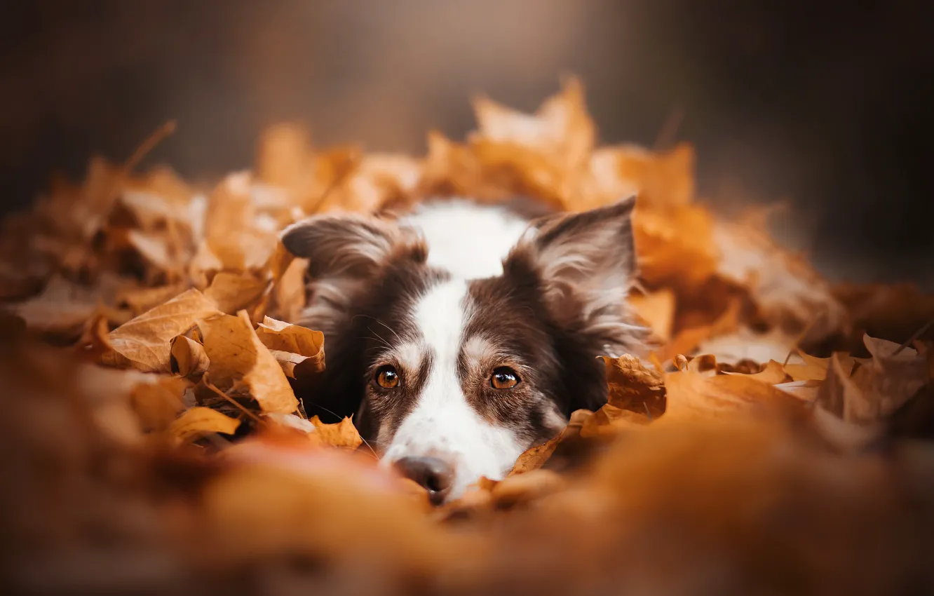 Фото обои осень, взгляд, морда, листья, листва, собака, Бордер-колли