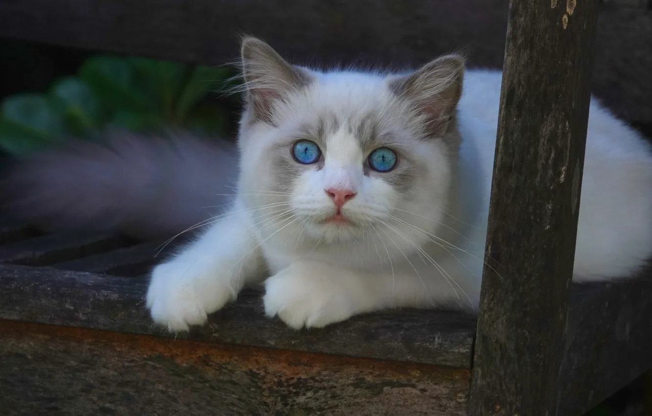 Фото обои кошка, взгляд, лапки, мордочка, белая, голубые глаза, Рэгдолл