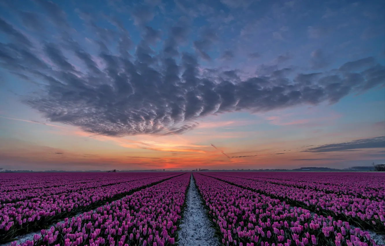 Фото обои поле, закат, тюльпаны