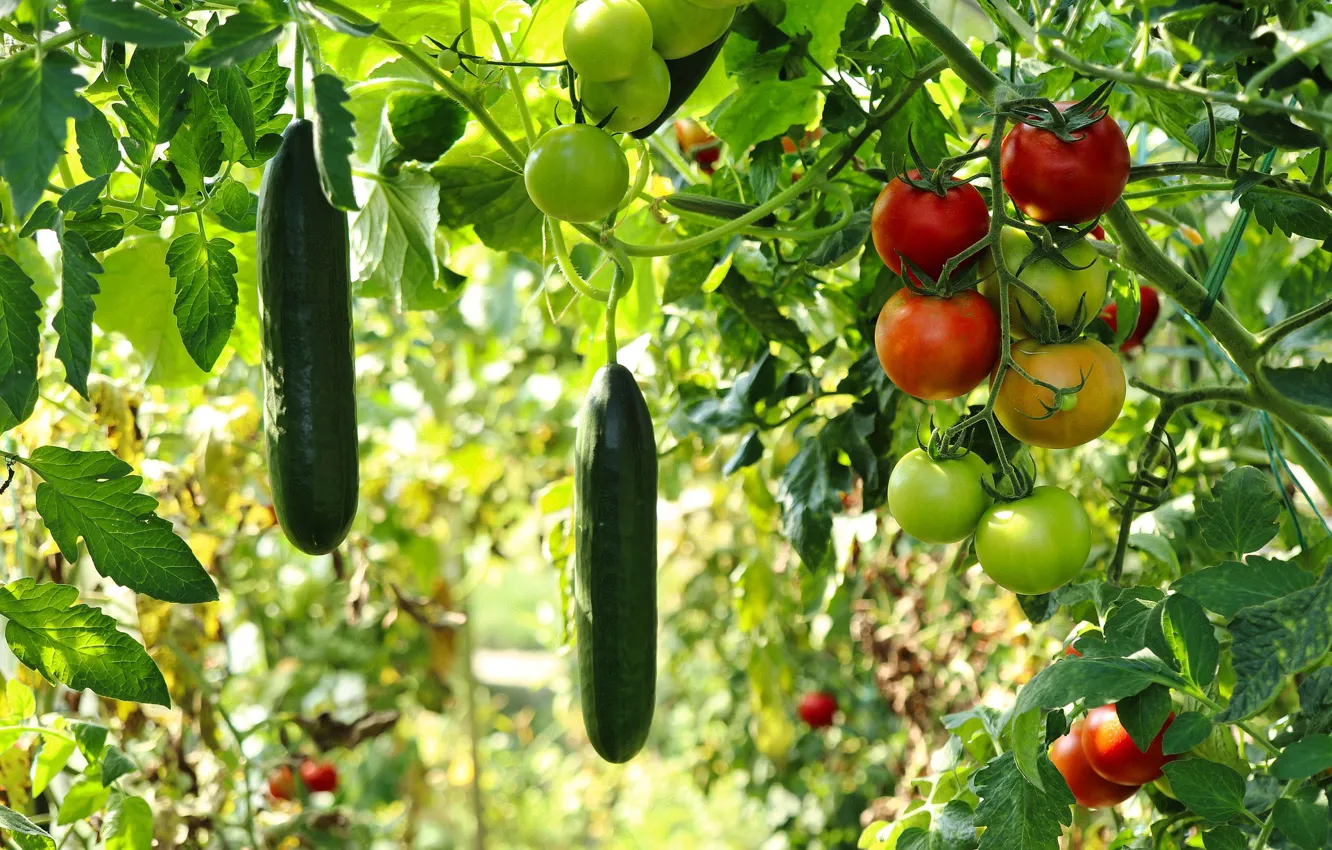 Фото обои blur, bokeh, Garden, Fruits, Food, Vegetables, Plant, Tomatoes, Cucumbers