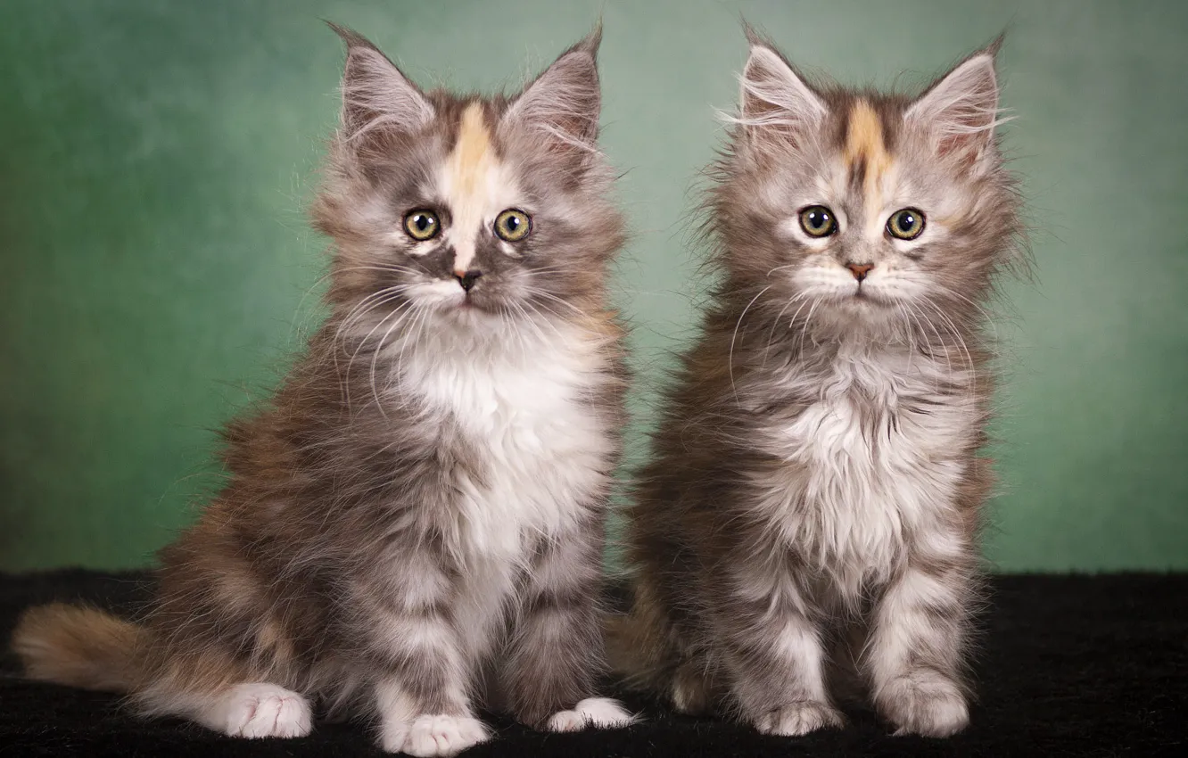 Двухмесячные котята мейн кун фото