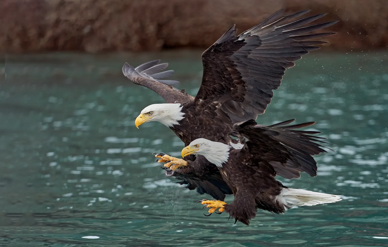 Фото обои полет, птицы, пара, два, водоем, белоголовый орлан, белоголовые орланы, размах крыльев