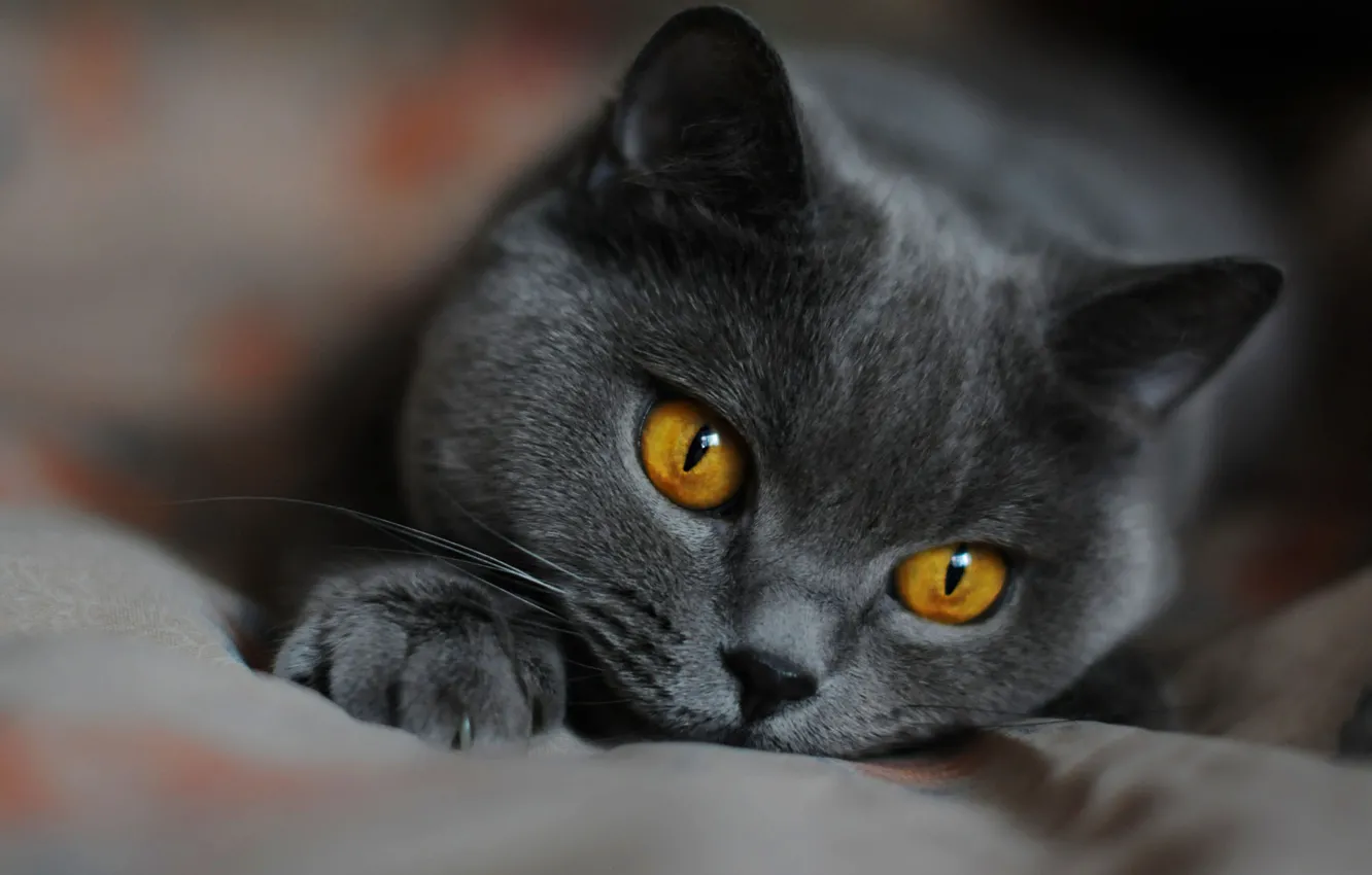 Серый кот из фильма