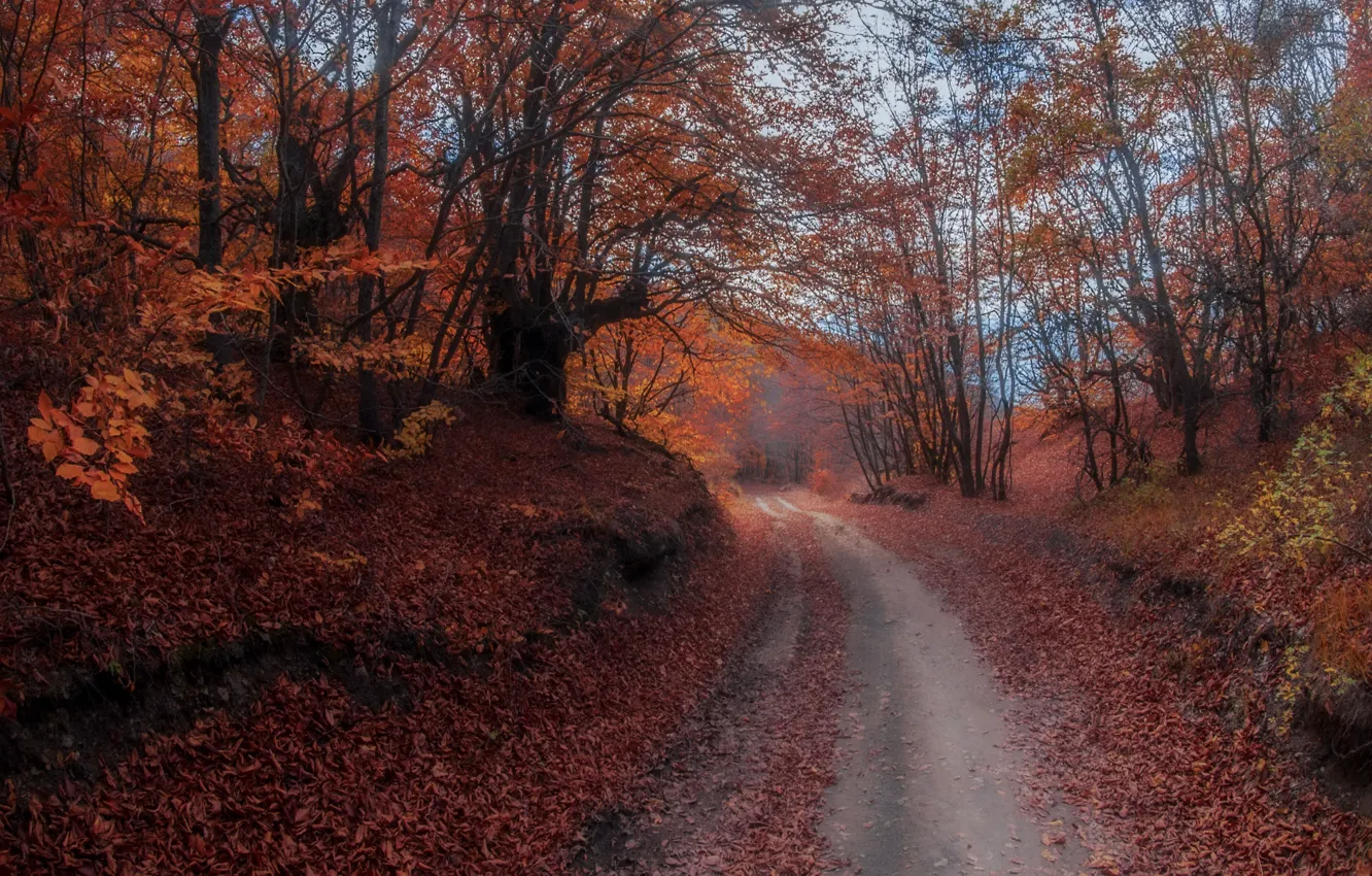Фото обои дорога, осень, лес, пейзаж, природа, Игорь Прошаков