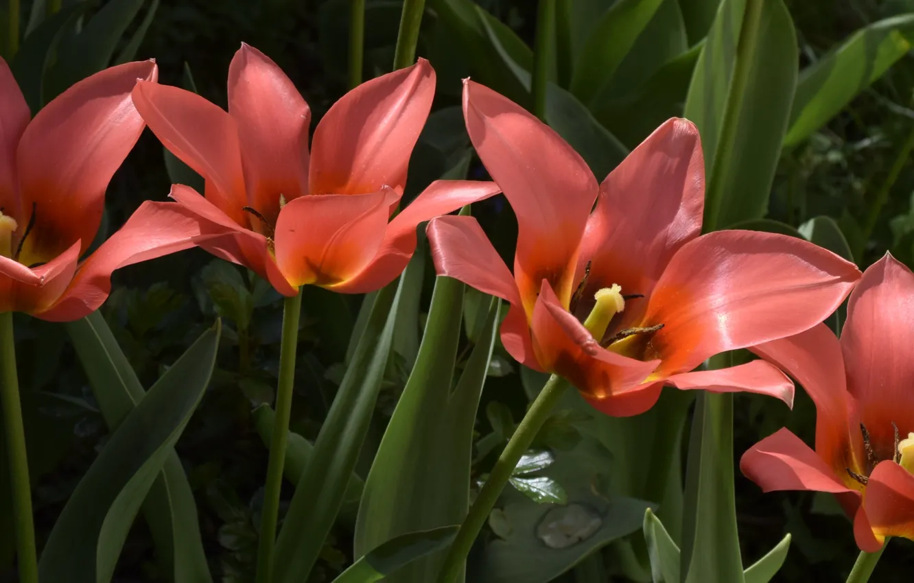 Фото обои Тюльпаны, Tulips, Оранжевые тюльпаны, Orange tulips