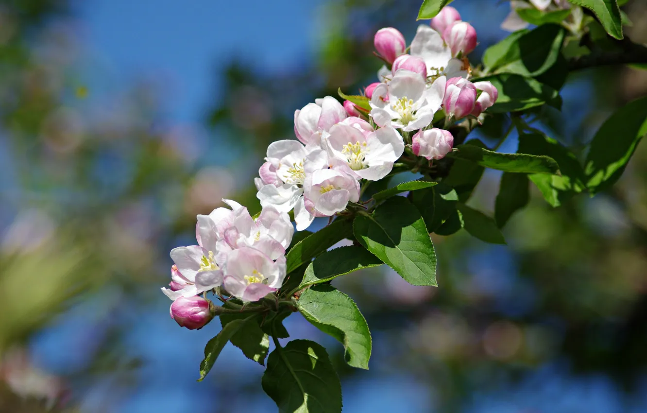 Фото обои листья, ветка, весна, яблоня, цветение, цветки, боке, ветка яблони