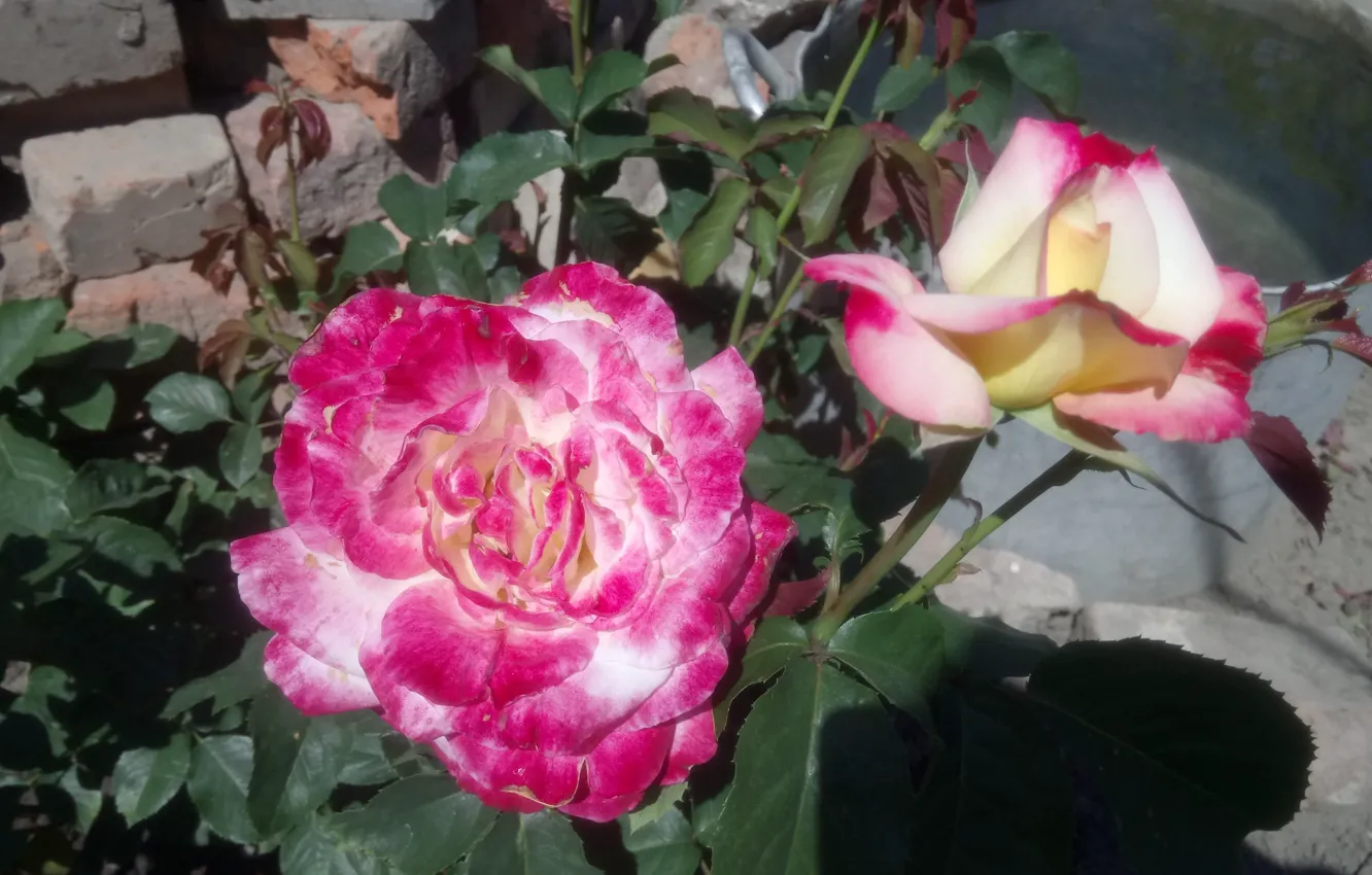 Фото обои фокус, Розы, а запах, покус