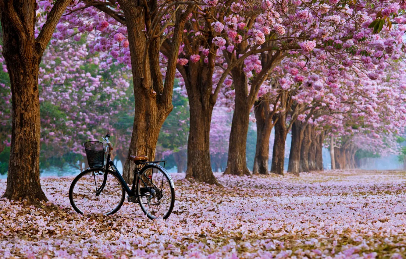 Фото обои велосипед, сакура, в парке, цветение весной