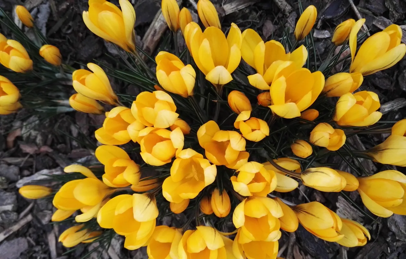 Фото обои цветы, весна, крокусы, вид сверху, жёлтые