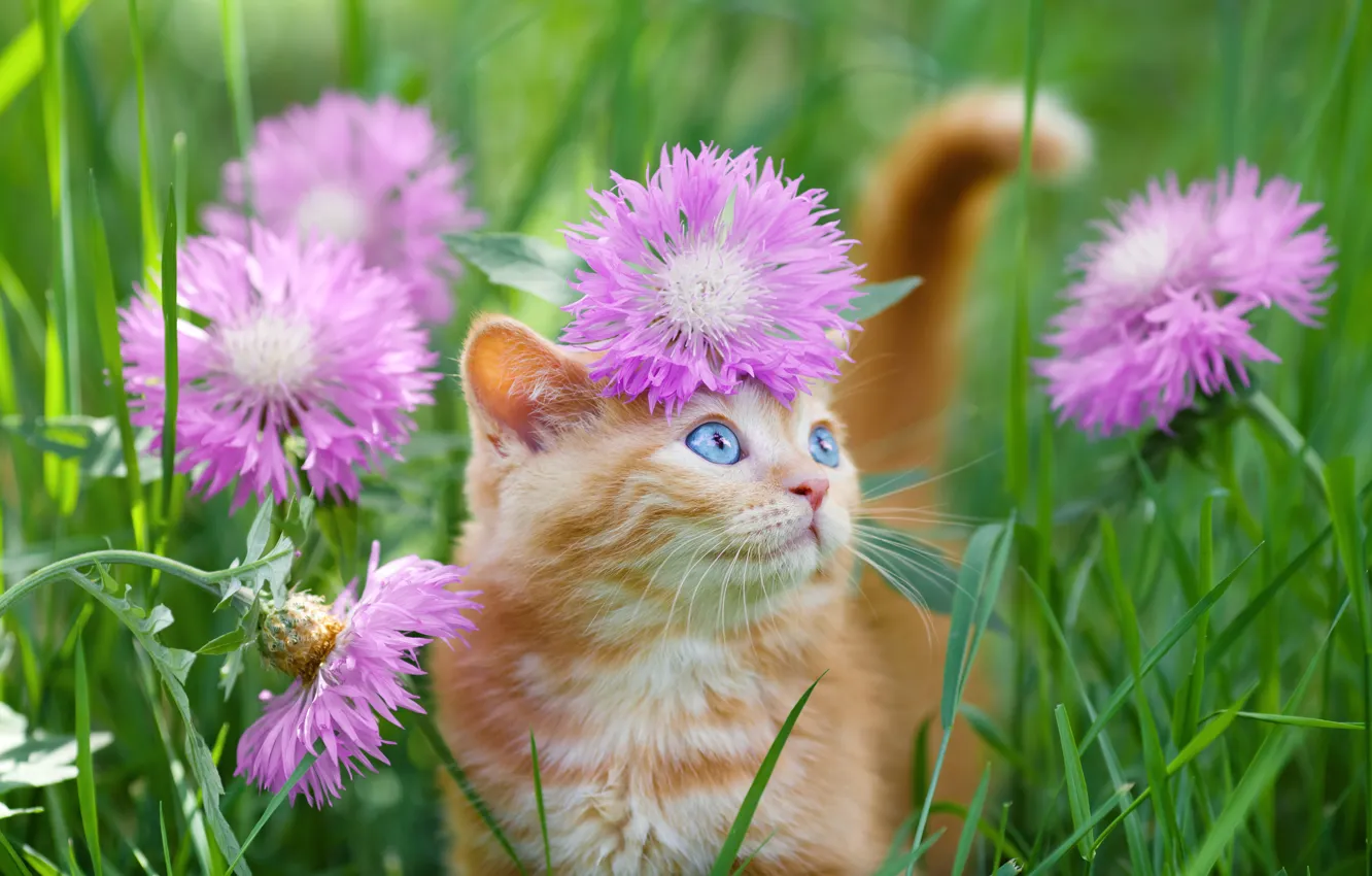 Фото обои голубые глаза, в траве, рыжий котёнок