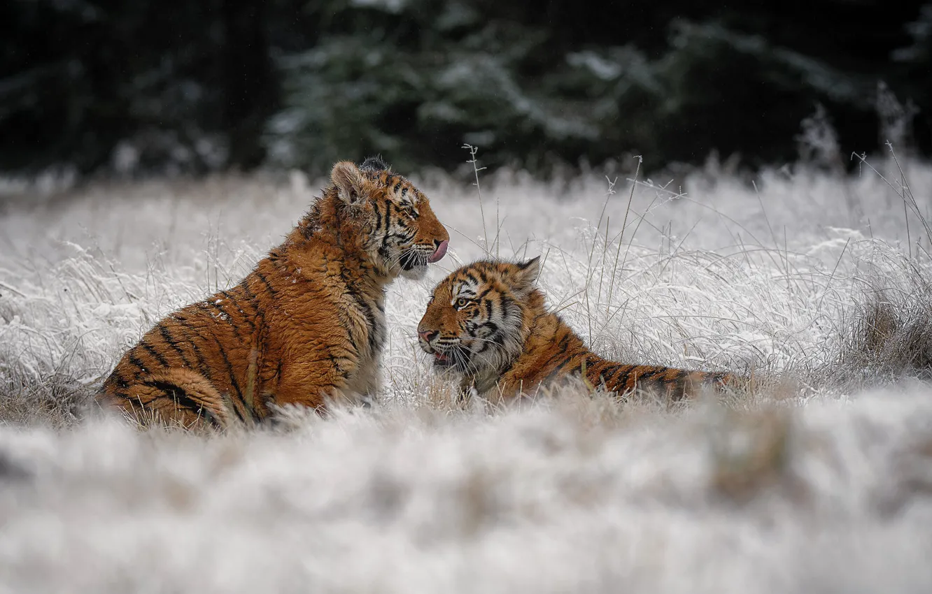 Фото обои зима, иней, трава, снег, природа, тигр, парочка, тигры, тигрята, тигренок, мордашки, два тигренка