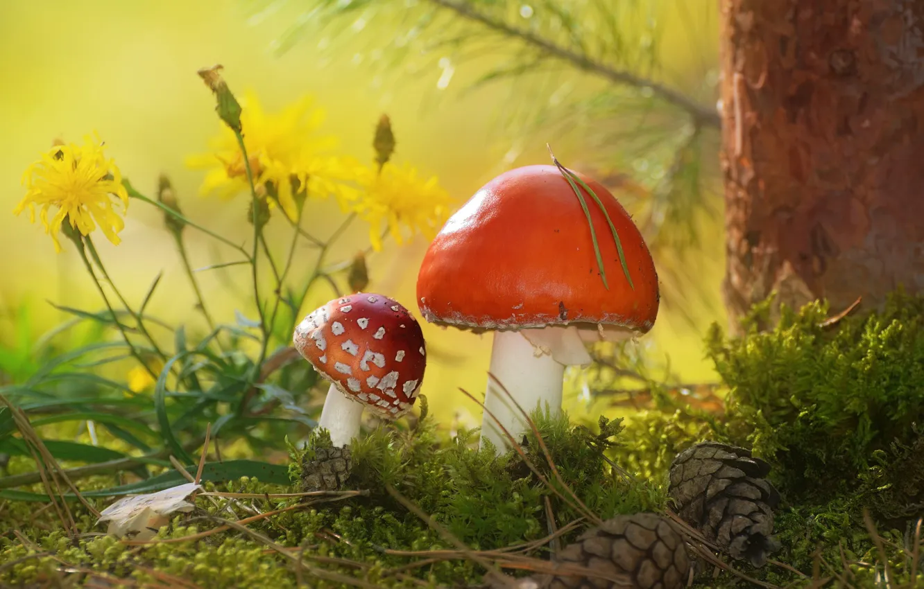 Фото обои осень, цветы, природа, дерево, грибы, мох, мухоморы, шишки, сосна, Vlad Vladilenoff