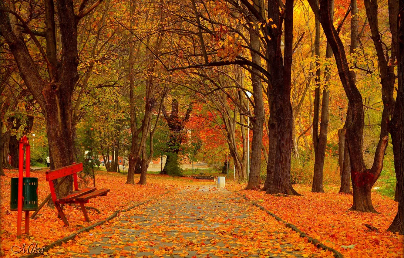 Фото обои Осень, Деревья, Скамейка, Парк, Fall, Листва, Park, Autumn, Trees