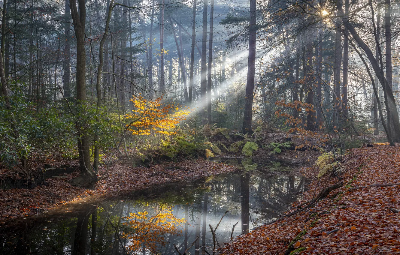Фото обои осень, лес, листья, вода, солнце, лучи, свет, деревья, ветки, туман, отражение, ручей, заросли, берег, листва, …