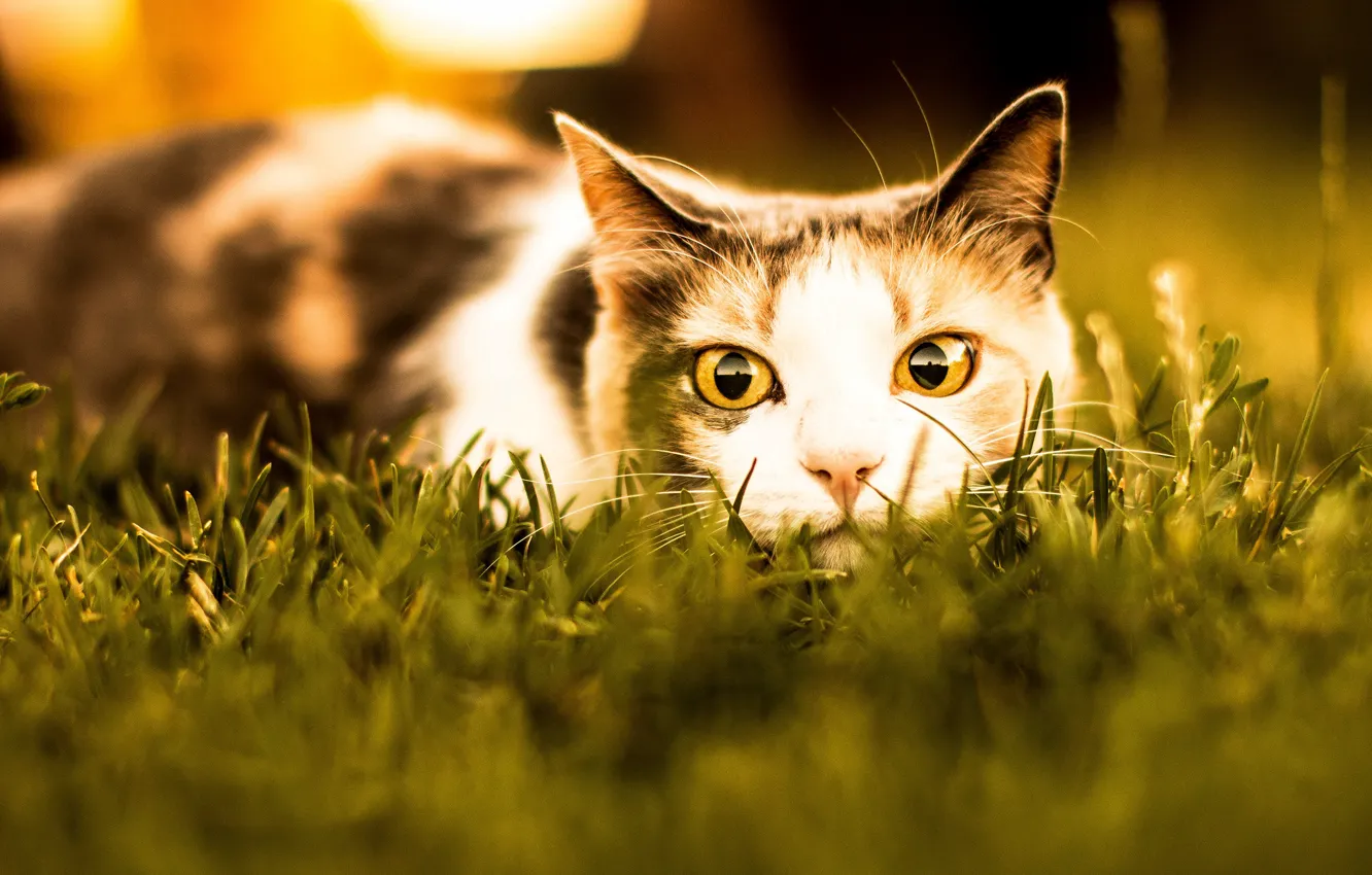 Фото обои кошка, лето, трава, кот, взгляд, морда, свет, охота, зоркий глаз