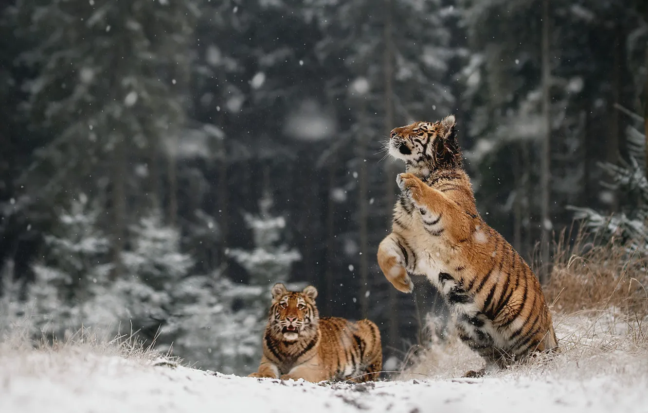 Фото обои зима, иней, лес, снег, природа, тигр, поза, прыжок, игра, ели, парочка, тигры, снегопад, тигрята, тигренок, …