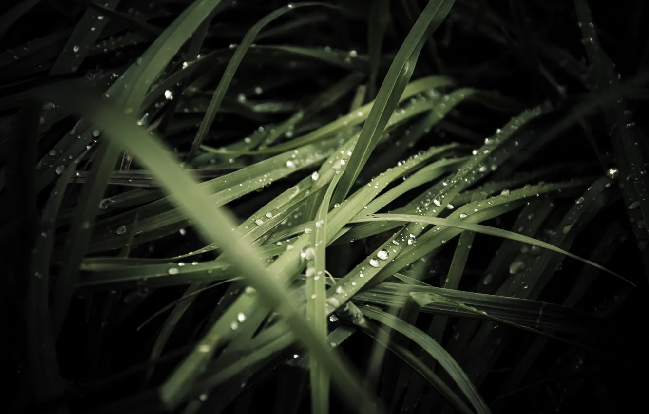 Фото обои трава, капли, роса, дождь, темные обои