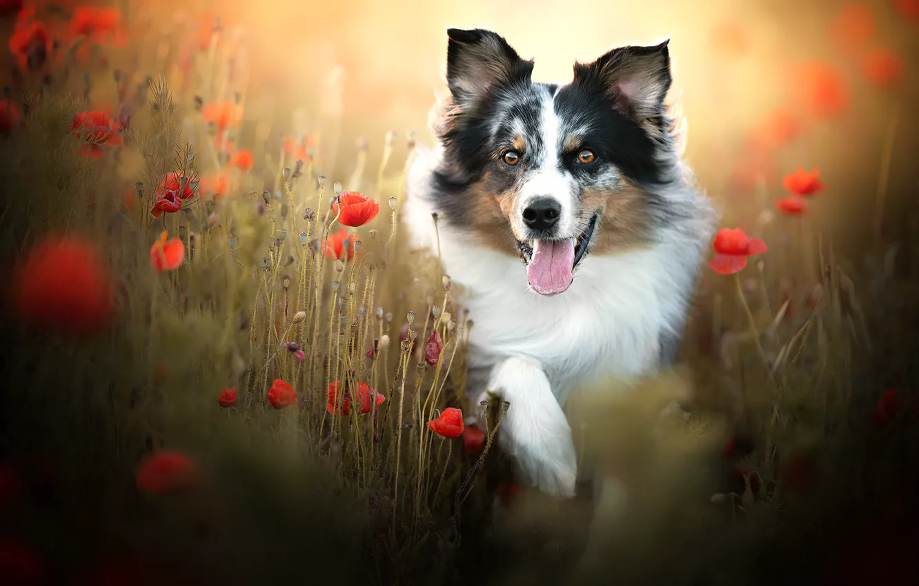 Фото обои язык, морда, цветы, маки, собака, боке, Бордер-колли