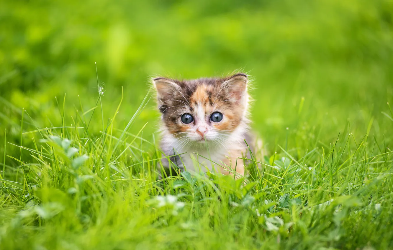 Фото обои трава, взгляд, малыш, мордочка, котёнок, Андрей Егоров