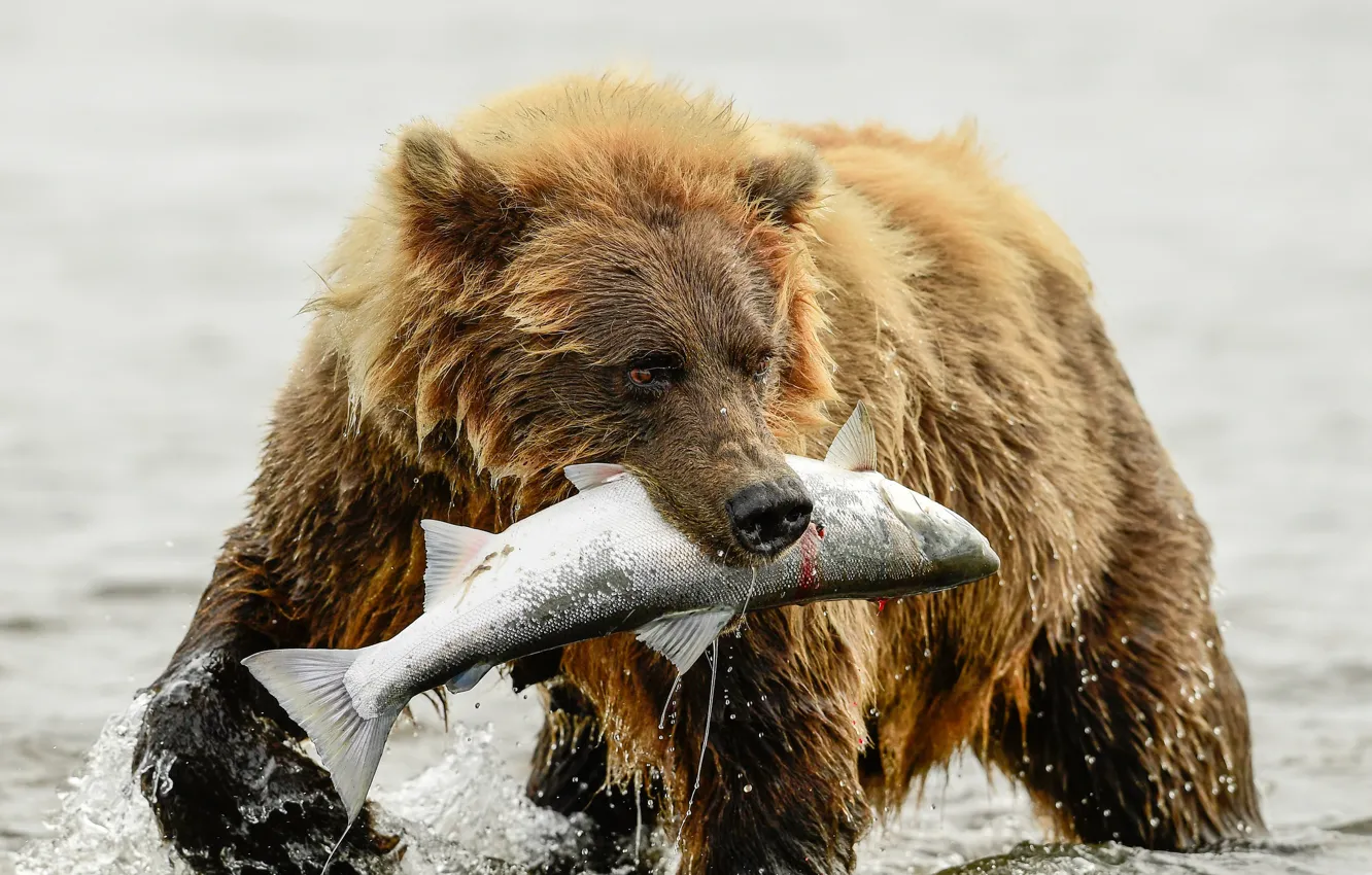 картинки медведь на рыбалке