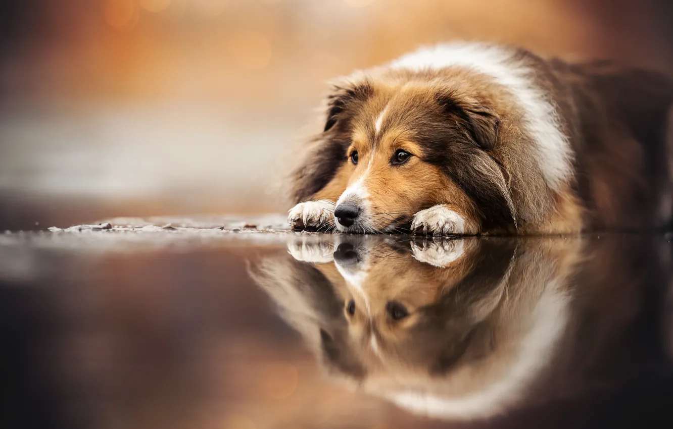 Фото обои отражение, собака, Шелти, Шетландская овчарка