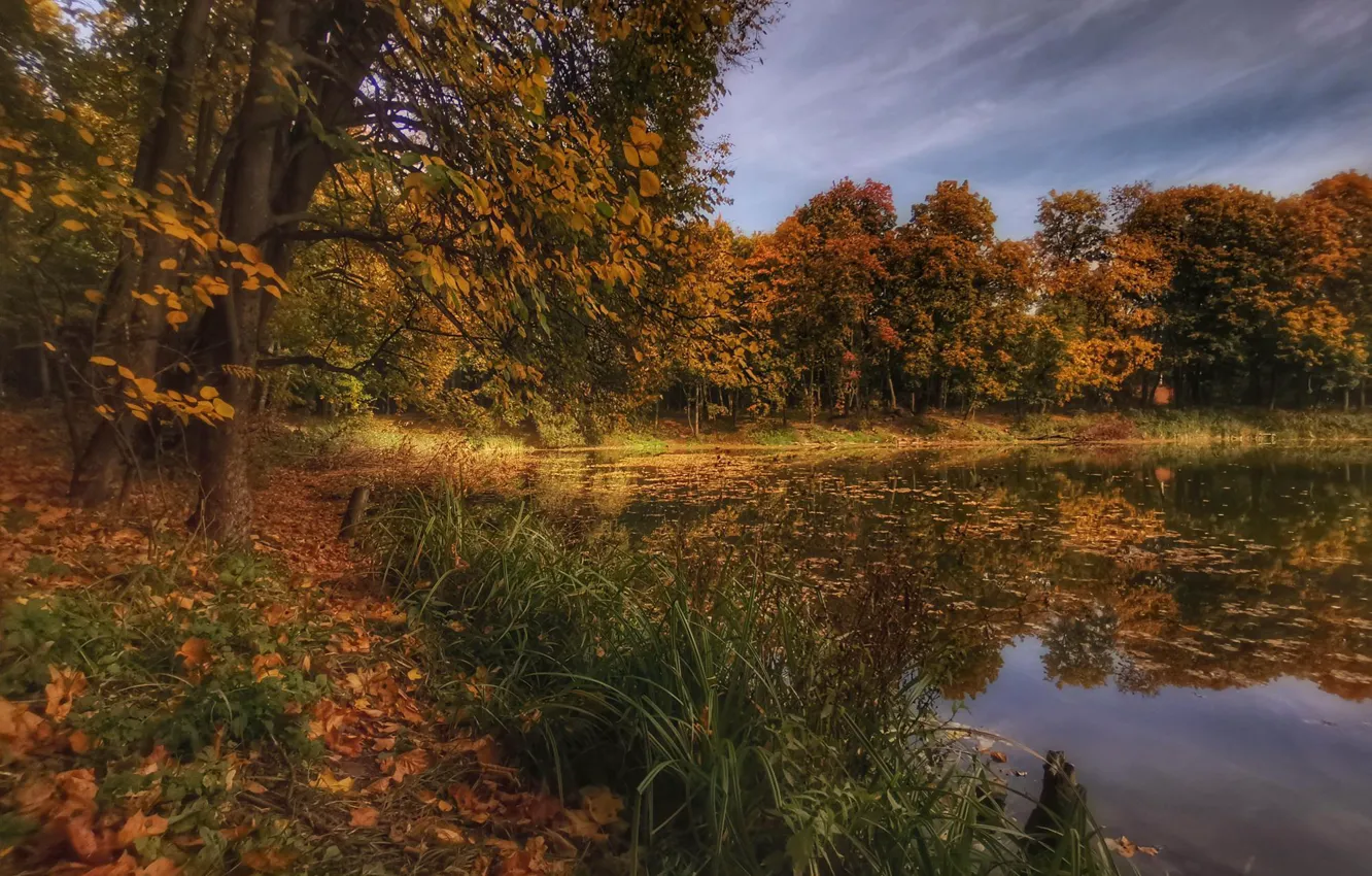 Фото обои осень, трава, деревья, пейзаж, природа, пруд, парк
