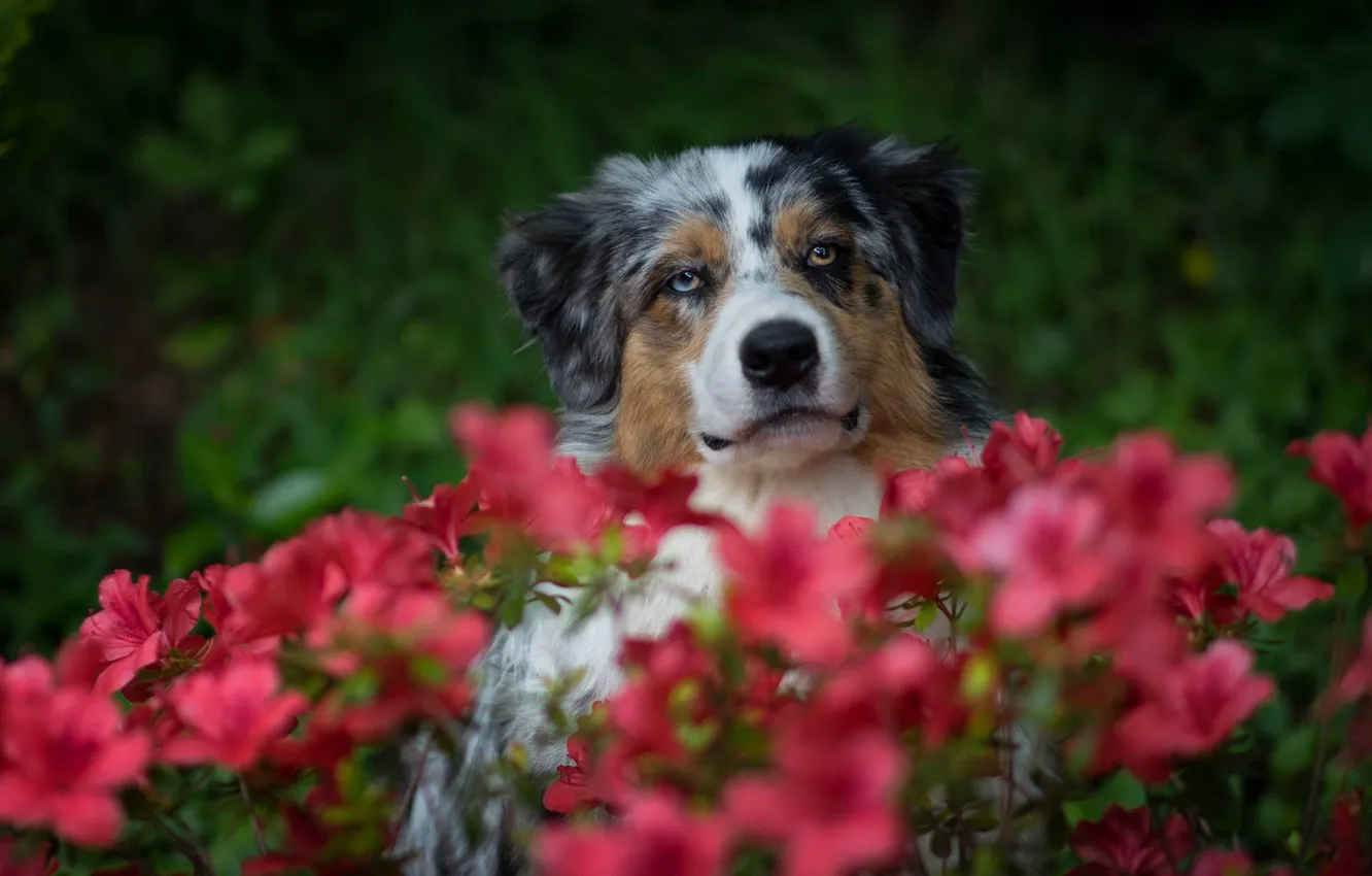 Фото обои цветы, портрет, собака, аусси
