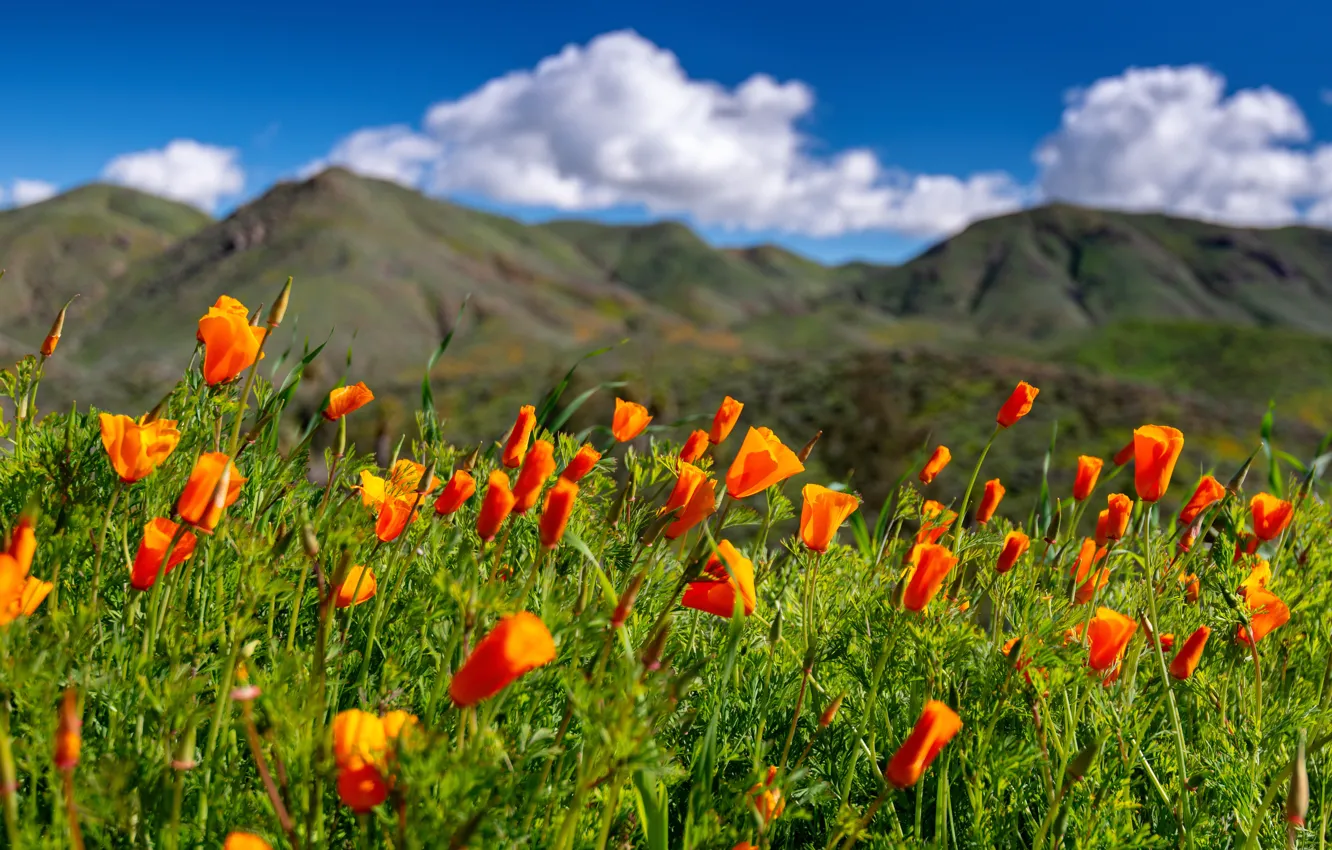 Обои цветы, луг, Калифорния, California, эшшольция калифорнийская .