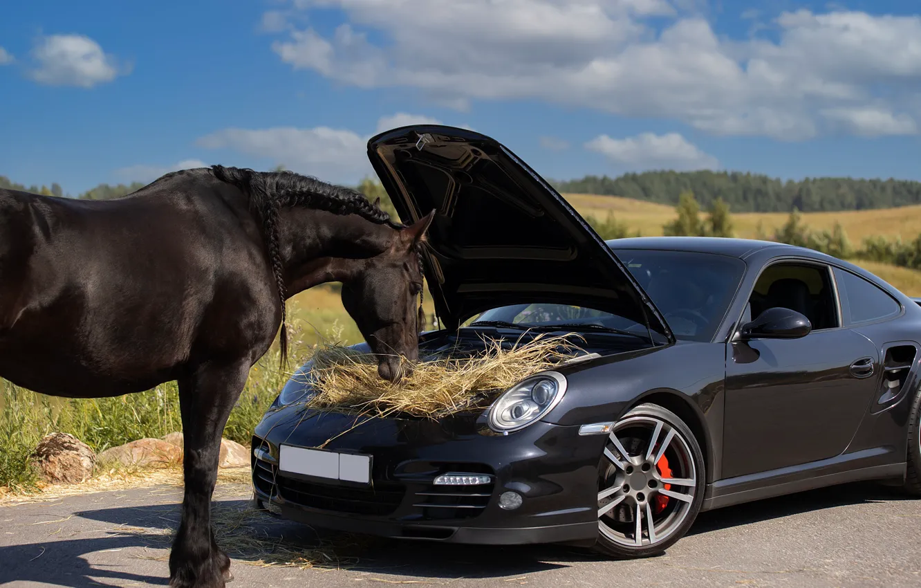 Фото обои машина, животное, лошадь, сено, автомобиль, Светлана Писарева