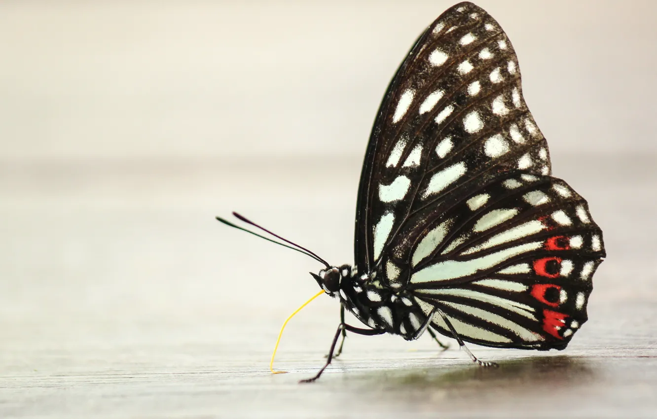 Фото обои Butterfly, Insects, Boris Smokrovic