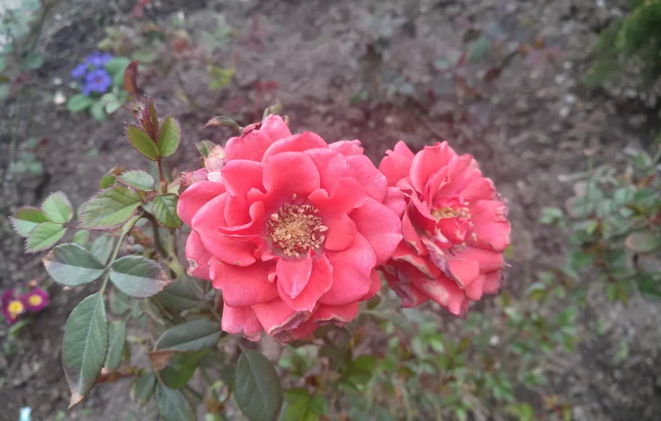 Фото обои Розы, Flowers, Roses