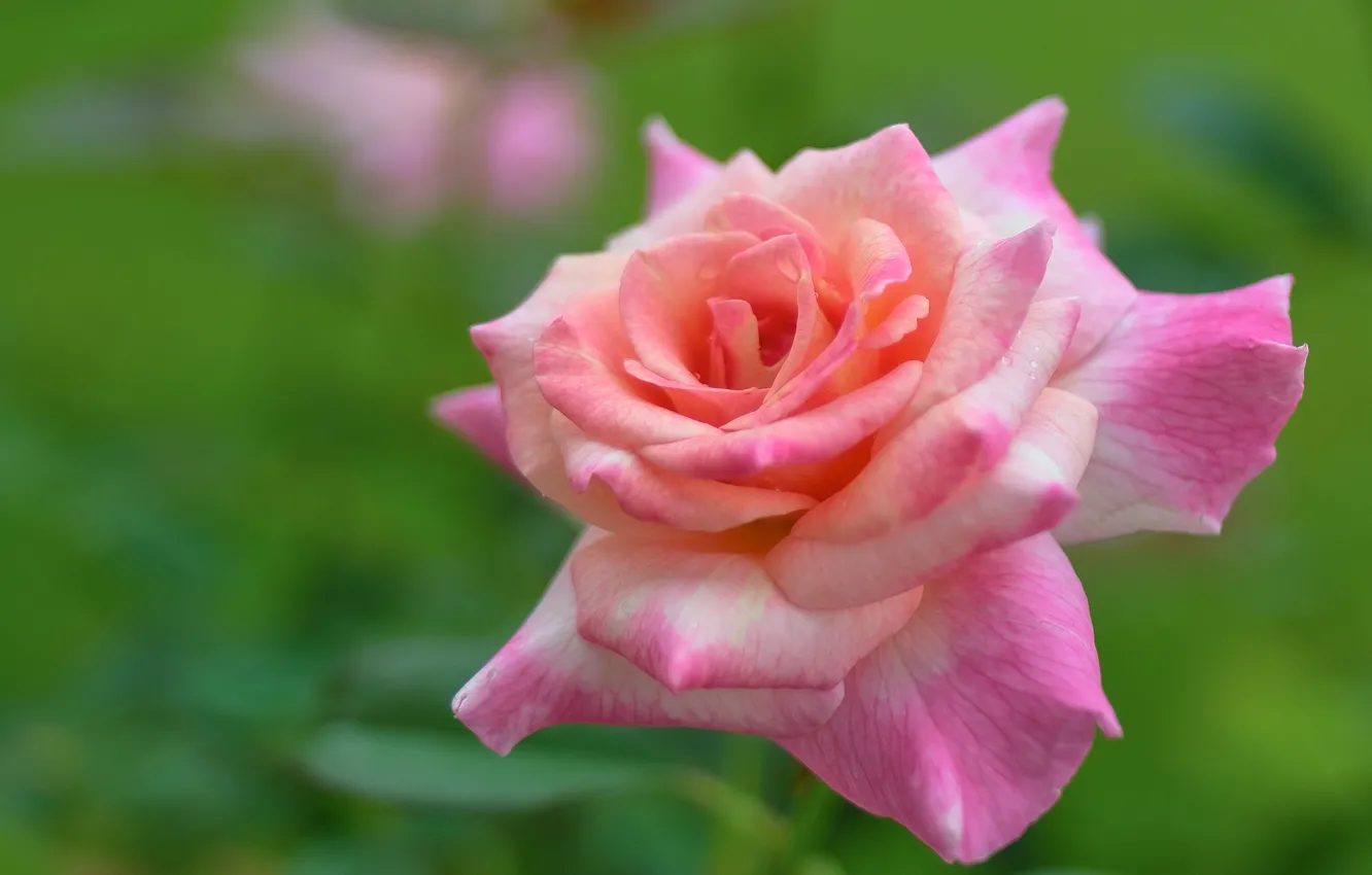Фото обои фон, розовая, роза, лепестки